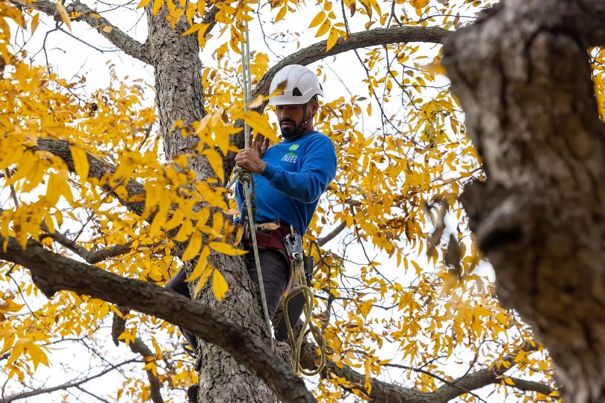 Skilled Tree Pruning crew working in Ronda